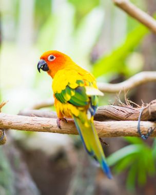 Sun Parakeet or Sun Conure, the beautiful yellow and orange parrot bird with nice feathers details. clipart