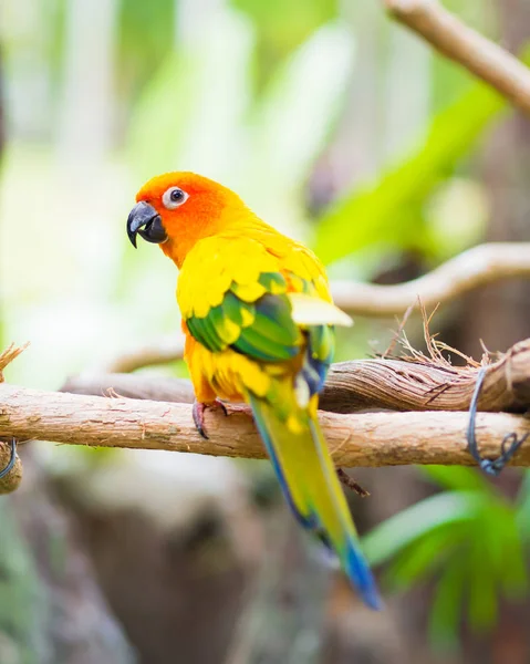 Ήλιος Parakeet ή Sun Conure, το όμορφο κίτρινο και πορτοκαλί παπαγάλος πουλί με ωραία φτερά λεπτομέρειες. — Φωτογραφία Αρχείου
