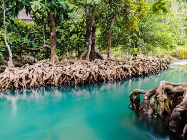Doğal mangrov orman ekosistemi mangrov kökleri ile