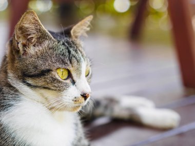 Tatlı Tay kedi güzel bir yüzüm.