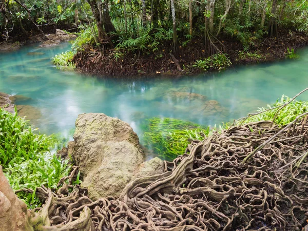 Landschaftlich reizvolles Ökosystem Mangrovenwald mit Mangrovenwurzeln — Stockfoto
