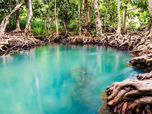 Scenic mangrove forest ecosystem with Mangrove roots