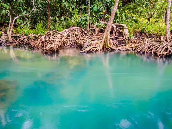 Scenic mangrove forest ecosystem with Mangrove roots and blue water at Krabi, Thailand.