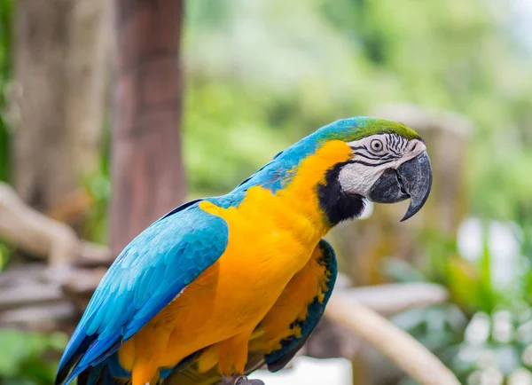 Guacamayos hermoso loro en rama de árbol contra fondo de la selva —  Fotos de Stock