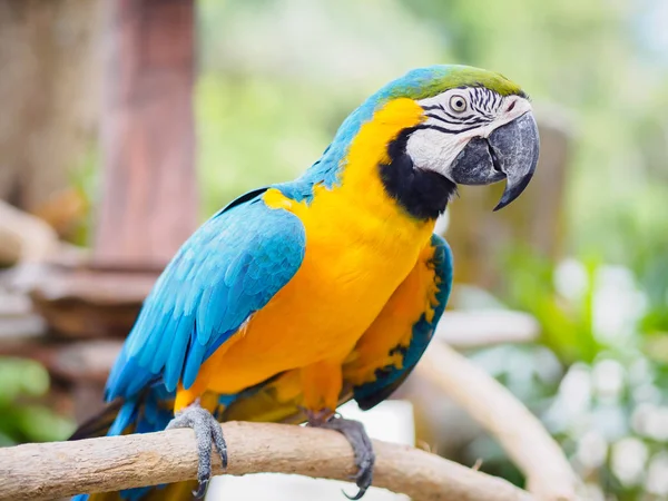 Closeup pássaro arara azul e dourado sentado em um galho de árvore . — Fotografia de Stock