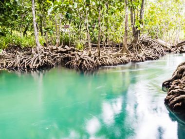Doğal mangrov orman ekosistemi mangrov kökleri ve mavi su, Krabi, Tayland.