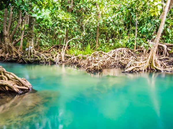 Landschaftlich reizvolles Ökosystem Mangrovenwälder mit Mangrovenwurzeln und blauem Wasser in Krabi, Thailand. — Stockfoto