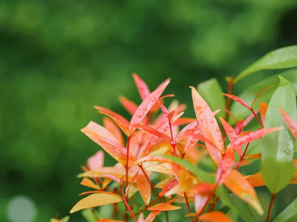 Hojas rojas con gotas de lluvia brillante en el jardín . — Foto de Stock