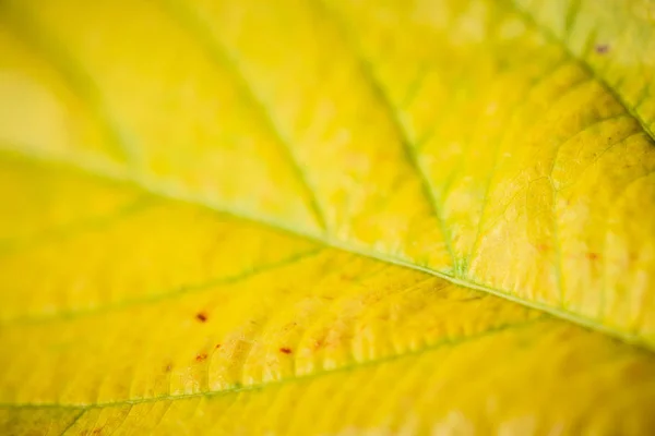 Мягкий фокус зеленого и желтого листьев текстуры . — стоковое фото