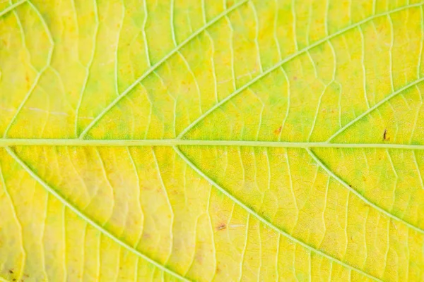 Мягкий фокус зеленого и желтого листьев текстуры . — стоковое фото
