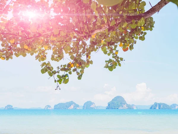 Beautiful beach with island and sea with tree leaf on foreground