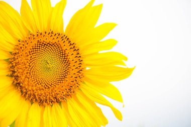 Ayçiçeği dokusuna yakın çekim. 