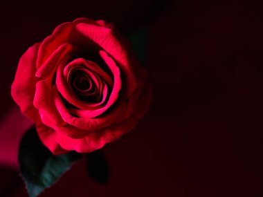 Sevgililer günü ve aşk kavramı düşük anahtar