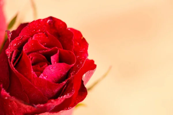 Cerrar Gotas de agua en una rosa roja. Concepto de San Valentín . —  Fotos de Stock