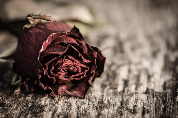 Nahaufnahme getrocknete rote Rose, tote rote Rose auf Holzgrund — Stockfoto