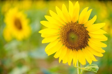 Ayçiçeği dokusuna yakın çekim. 