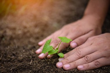 Üstten Görünüm genç ağaç arka planda toprak ile. Dünya günü concep
