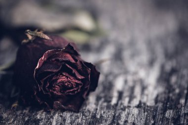Kırmızı gül, ölü kırmızı ahşap arka plan üzerinde gül closeup kurutulmuş 