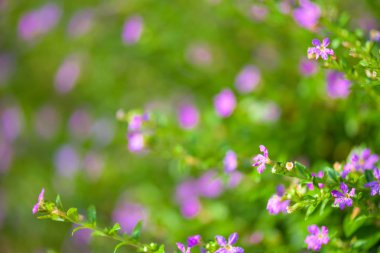 Yumuşak odak güzel mor Cuphea hyssopifolia çiçek