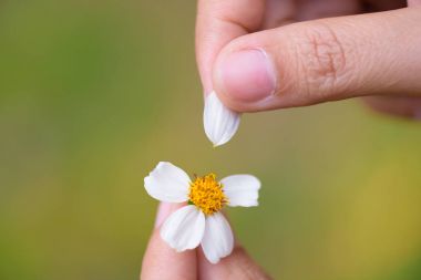 Kadın el gözyaşları daisy çiçeğin taçyapraklarını kapalı kapatmak.
