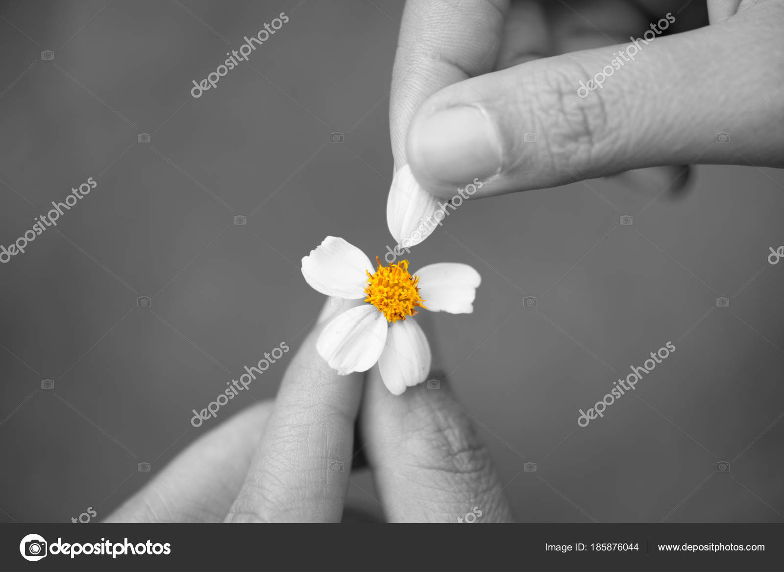 Black and white of Close up sad woman hand tears off petals of