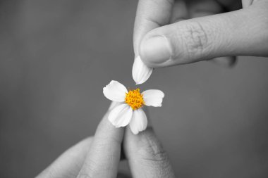 Yakın siyah ve beyaz kadar üzgün kadın el sarı polen ile daisy çiçeğin taçyapraklarını kapalı gözyaşları.