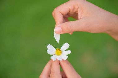 Kadın el gözyaşları daisy çiçeğin taçyapraklarını kapalı kapatmak.