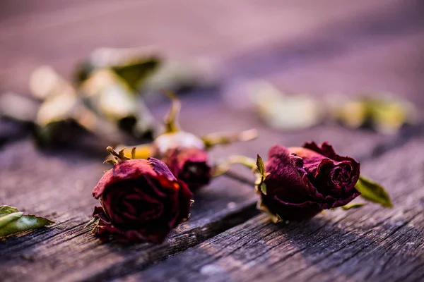 Rosa roja seca, rosa roja muerta con dos corazones rojos sobre fondo de madera —  Fotos de Stock