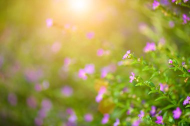 Yumuşak odak güzel mor Cuphea hyssopifolia çiçek