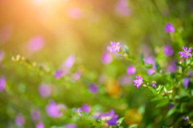 Yumuşak odak güzel mor Cuphea hyssopifolia çiçek