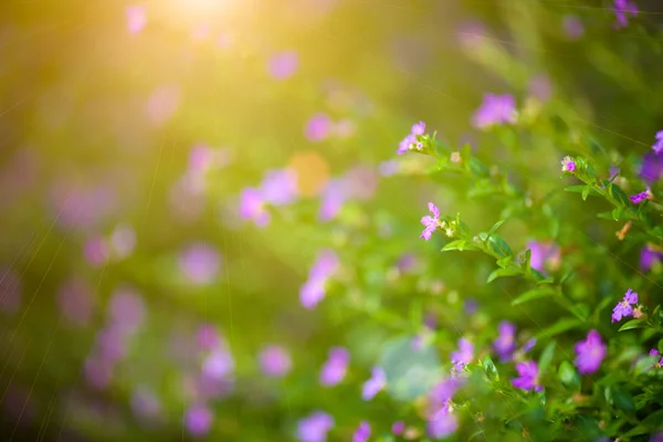Weicher Fokus schöne lila Cuphea hyssopifolia Blume — Stockfoto
