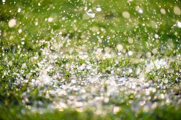 Mjukt fokus nära upp tunga regnar på grönt gräs fält i färska morgonen naturliga bakgrund. — Stockfoto