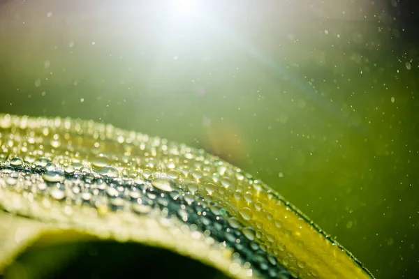 Närbild av vatten droppar mönster över i morgon på blad med solen ljus background.i — Stockfoto