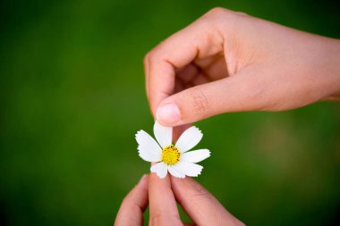 Kadın el gözyaşları daisy çiçeğin taçyapraklarını kapalı kapatmak.