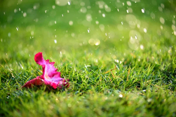 Weicher Fokus der Nahaufnahme auf allein rosa Blume mit starkem Regen auf grünem Gras Feld in frischem Morgen natürlichen Hintergrund. — Stockfoto