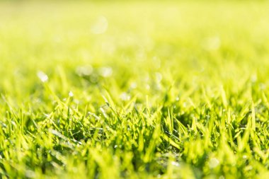 yumuşak odak ve günbatımı üzerinde yeşil çim yakından. Dünya günü kavramı