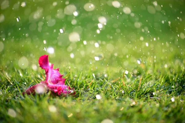 Weicher Fokus der Nahaufnahme auf allein rosa Blume mit starkem Regen auf grünem Gras Feld in frischem Morgen natürlichen Hintergrund. — Stockfoto