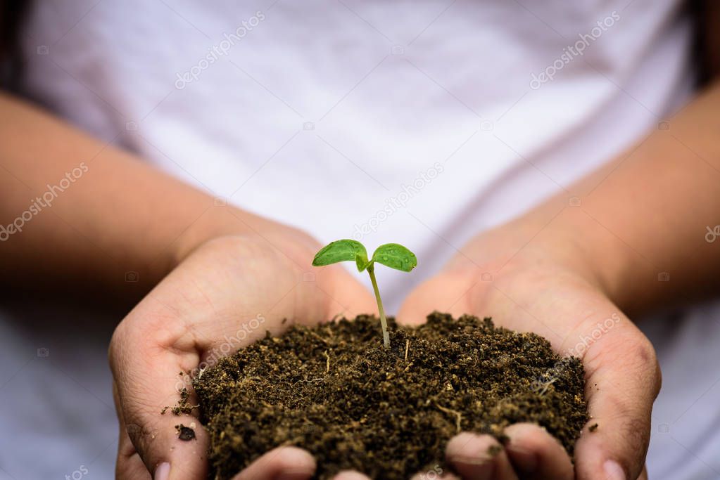 Top view of baby tree with soil in background. Earth Day concept