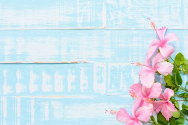 Pembe Hibiscus rosa sinensis çiçek pastel parlak pembe ahşap üzerine