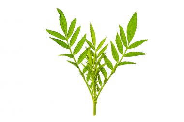 Taze ve yeşil tropikal ve Bahçe ağaç yaprak doku. 