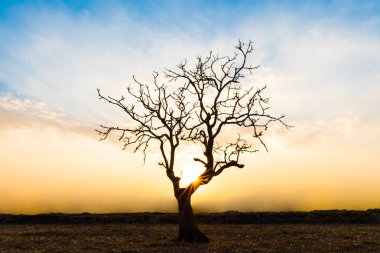 Dünya Dünya günü kavramı için günbatımı sırasında yalnız ölü ağaç.