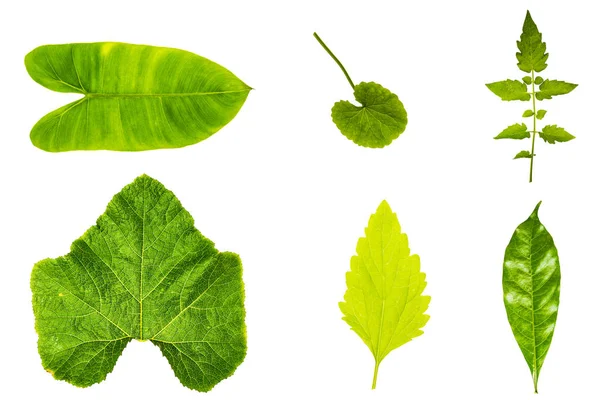 Frische und grüne tropische und Gartenblatttextur. — Stockfoto