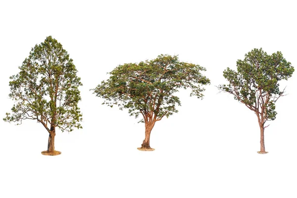 Kolekcja drzew. Świeże i zielone drzewo tropikalne i ogród — Zdjęcie stockowe