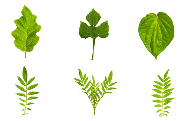 Текстура листьев и зелени; . — стоковое фото