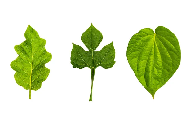 Текстура листьев и зелени; . — стоковое фото