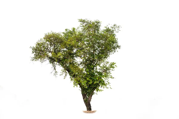 Świeże i zielone drzewo tropikalne i ogród na białym tle — Zdjęcie stockowe