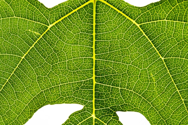 Свежий и зеленый лист дерева текстуры в качестве фона — стоковое фото