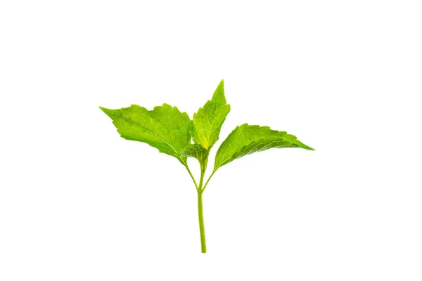 Textura de hoja de árbol tropical y de jardín fresco y verde . — Foto de Stock