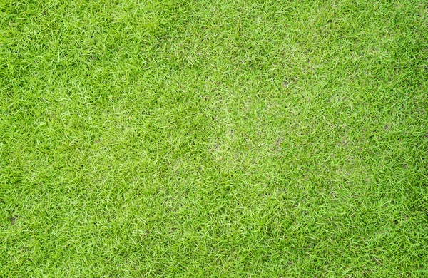 Yeşil çim doku arka plan bahar ya da yaz için — Stok fotoğraf