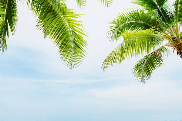 Кокосовая пальма с голубым небом для летнего отдыха и отдыха — стоковое фото